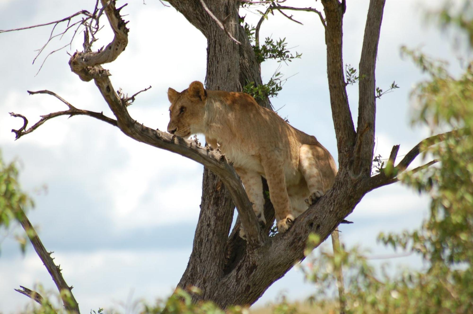 Mara Intrepids Tented Camp Talek Exterior foto