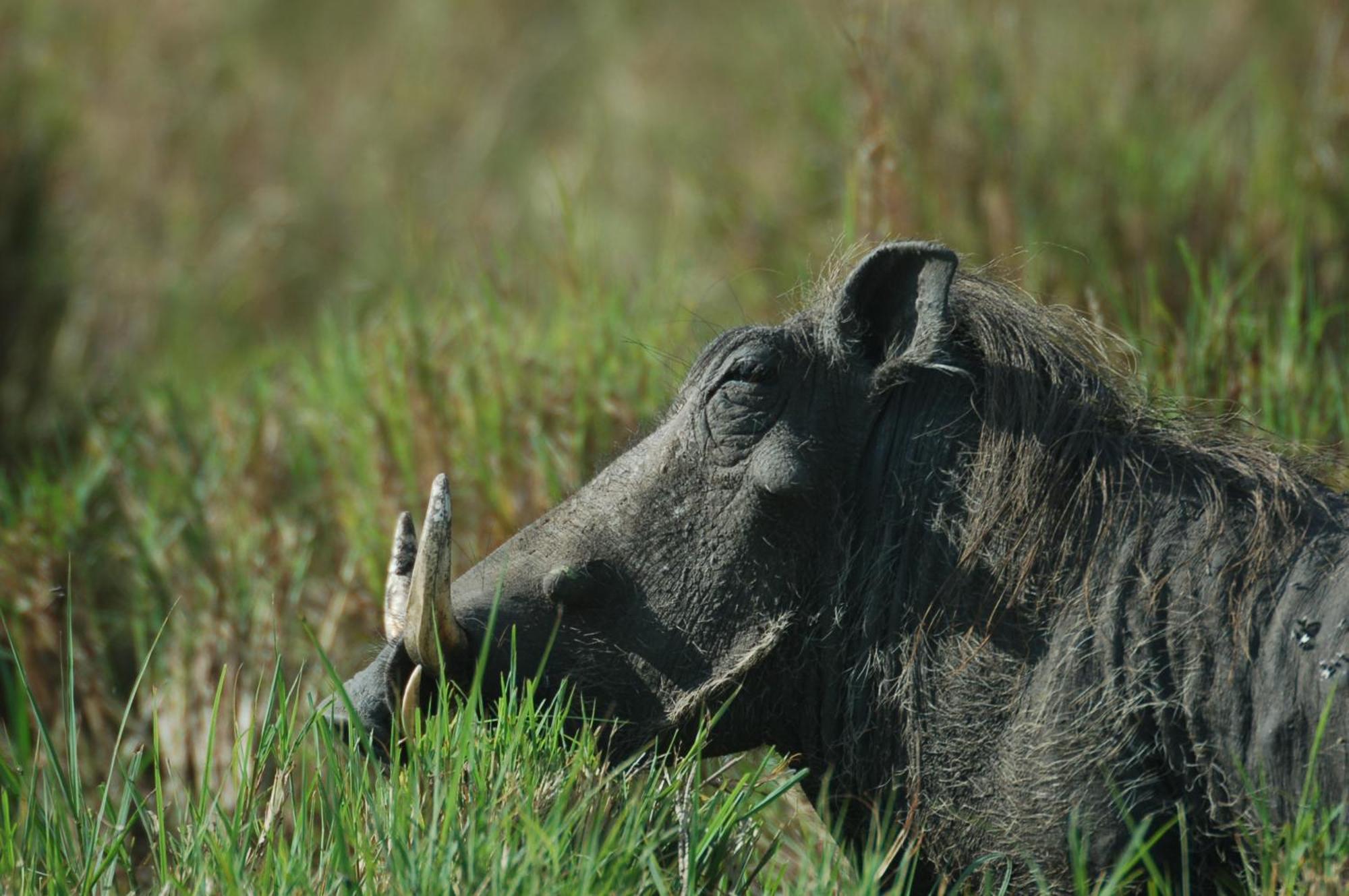 Mara Intrepids Tented Camp Talek Exterior foto