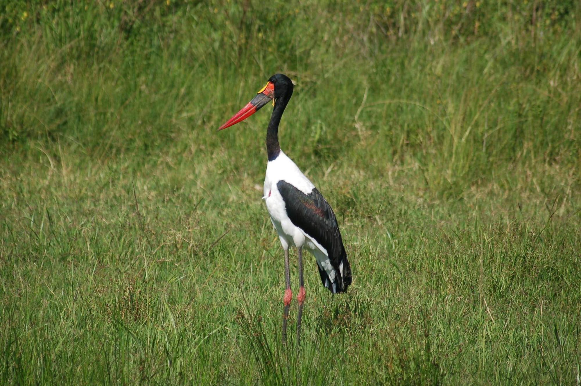 Mara Intrepids Tented Camp Talek Exterior foto